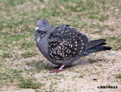 PALOMA ALA MANCHADA (Patagioenas maculosa) - Jardin Bot&agrave;nico -MONTEVIDEO (Julio 2010)